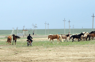 Motorcycle herding horses, Aral Sea, Kazakhstan 2015